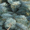 Picea pungens 'Koster' rameau